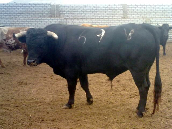 Botinero, primer toro de su lote