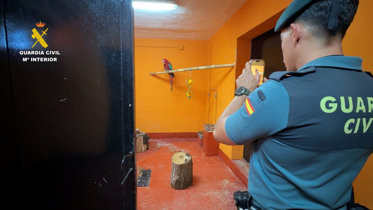 Imagen Investigan a un vecino de C贸rdoba por la tenencia ilegal de un guacamayo rojo