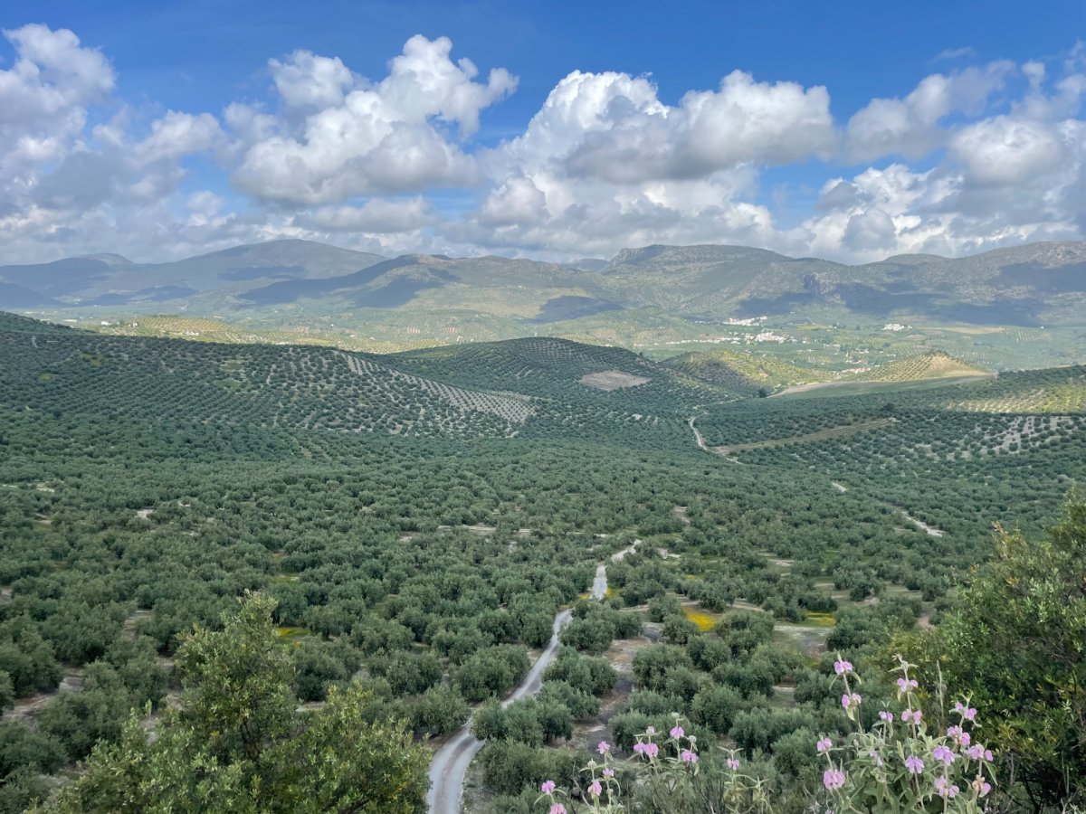 Imagen Andalucía pide al Gobierno medidas en la Unión Europea para proteger el mercado del aceite de oliva ante el aumento de importaciones