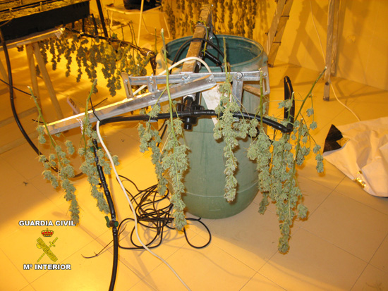 Imagen La  Guardia Civil interviene más de 163 plantas de marihuana en Puente Genil y detiene a una persona