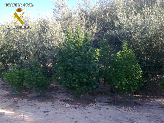 Imagen La  Guardia Civil interviene ocho plantas de marihuana en Rute y detiene a una persona