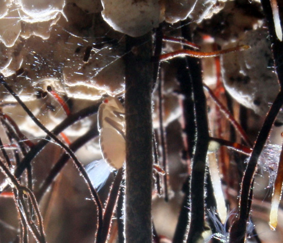 Imagen Nuevos hallazgos entomológicos en el Geoparque de las Sierras Subbéticas