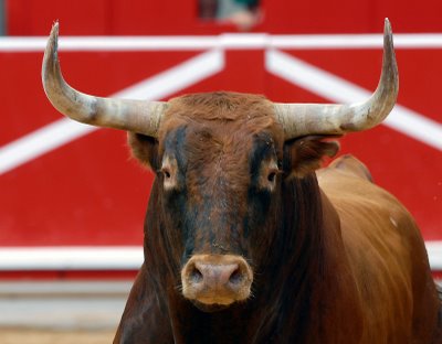 Imagen Los Miuras en Priego, lo que Gestiones Taurinas propone y otros disponen