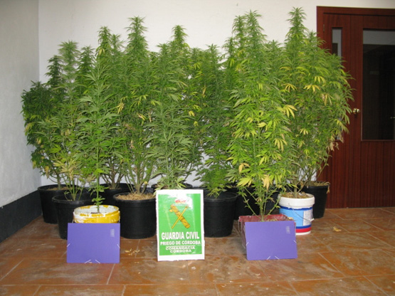 Imagen La Guardia Civil detiene en Priego a un menor de 17 años por cultivar marihuana