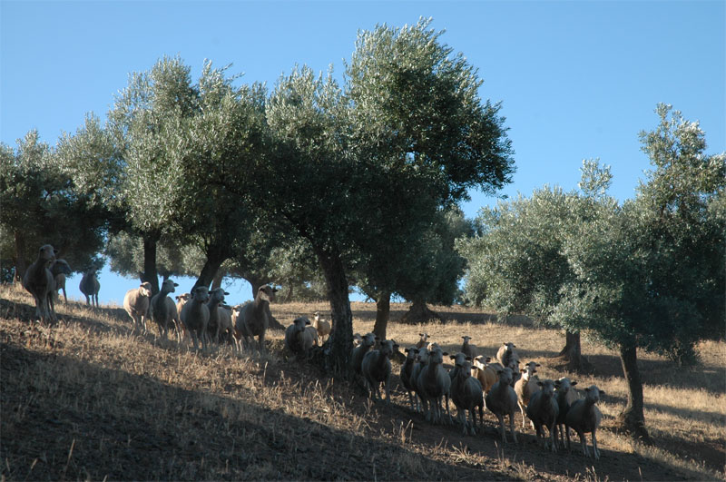 Imagen Cuando la oveja se convierte en el mejor amigo del olivar