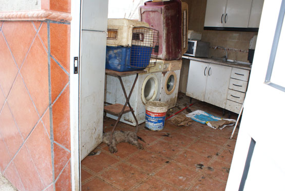Imagen Desalojan de un inmueble a dos inquilinos que tenían 38 perros en la vivienda