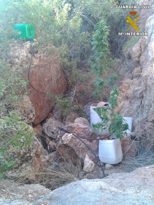 Imagen Detenido un joven e imputados 2 menores de edad en Carcabuey por cultivar y elaborar Marihuana