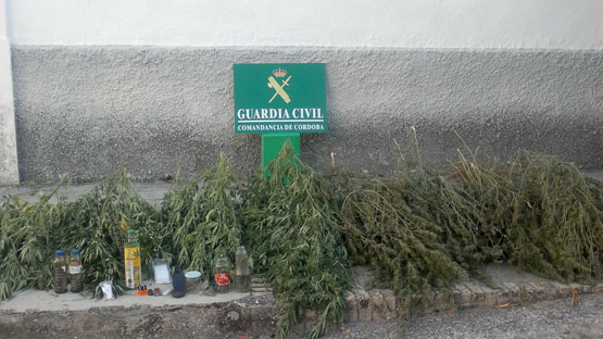 Imagen Desmantelan un punto de venta de droga que distribuia cocaina y marihuana a los jóvenes de Cabra y de la comarca