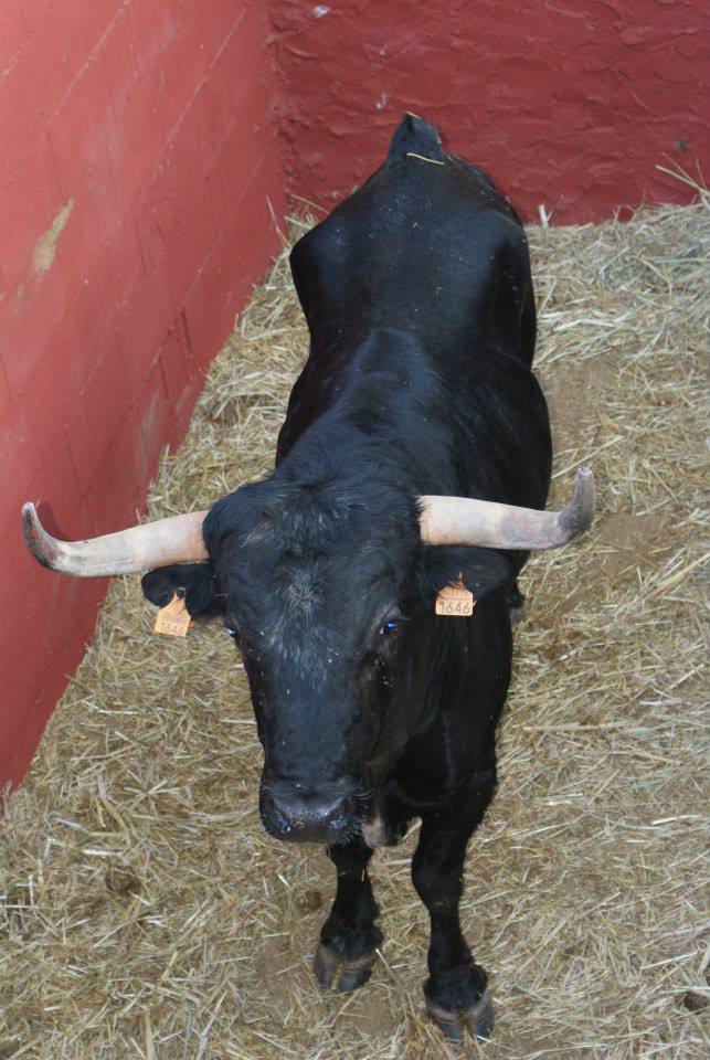 Imagen Carcabuey acoge este sábado el Toro de Cuerda en honor a María Santísima de la Aurora