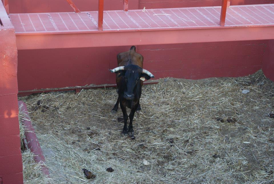 Imagen Carcabuey acoge este sábado el Toro de Cuerda en honor a María Santísima de la Aurora