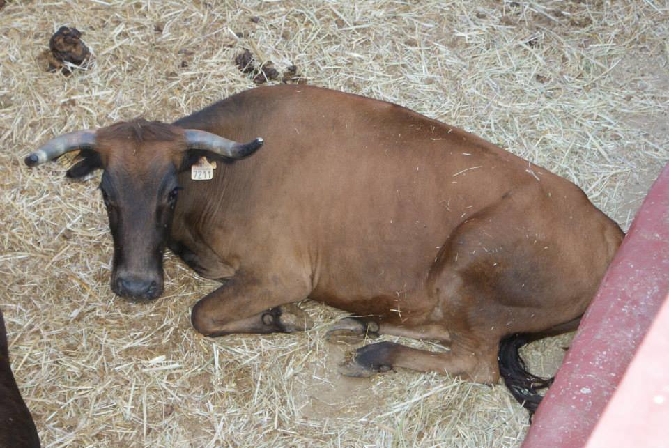 Imagen Carcabuey acoge este sábado el Toro de Cuerda en honor a María Santísima de la Aurora