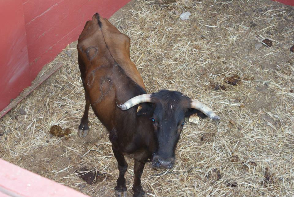 Imagen Carcabuey acoge este sábado el Toro de Cuerda en honor a María Santísima de la Aurora
