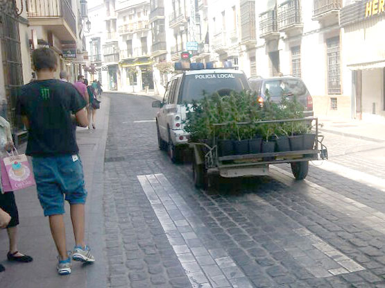 Imagen Detienen a un joven de 29 años con más de 70 plantas de marihuana en su domicilio