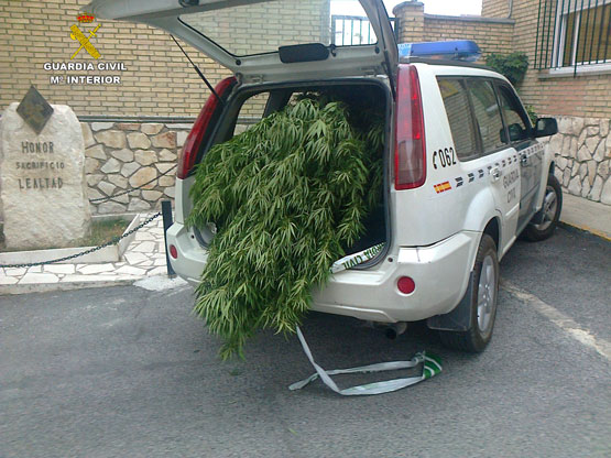 Imagen La  Guardia Civil interviene más de 50 kilogramos de marihuana y detiene a 15 personas por su cultivo y elaboración 