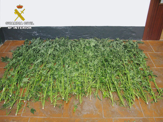 Imagen La Guardia Civil detiene a dos personas e incauta 40 plantas de marihuana en Priego