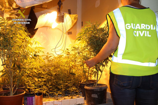 Imagen Un prieguense entre los detenidos por la Guardia Civil tras una operación donde se ha desmantelado la mayor plantación de marihuana de la provincia