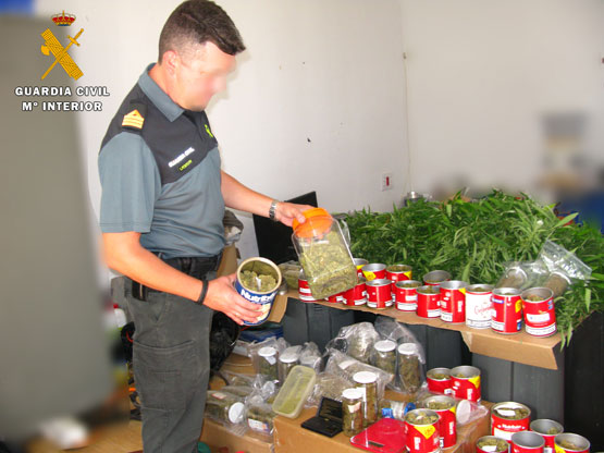 Imagen La Guardia Civil interviene más de 100 plantas de marihuana y detiene a 13 personas e imputa a otras dos por su cultivo y elaboración 