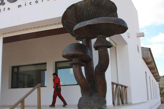 Imagen El Jardín Micológico de Priego acoge una ruta de visitas guiadas este fin de semana 