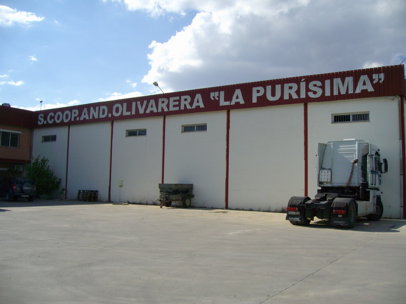 Imagen La Cooperativa 'La Purísima'  galardonada con el Premio Alimentos de España al mejor aceite Virgen Extra 2014-2015 