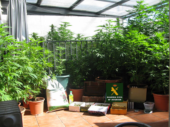 Imagen La Guardia Civil detiene  a una persona como supuesto autor de un delito de tráfico de drogas al menudeo y cultivo de drogas tipo “Indoor”.