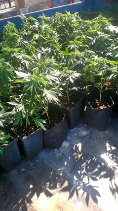 Imagen Incautada más de cien plantas de marihuana en Priego