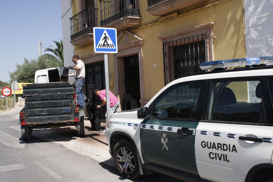 Imagen La Guardia Civil interviene en una vivienda unas  1.200 plantas de  marihuana 