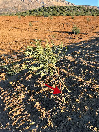 Imagen Un agricultor sufre un segundo ataque consecutivo a su finca