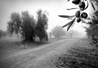 Imagen La D.O.P. Priego de Córdoba da a conocer los ganadores del concurso de fotografía convocado por su 25 aniversario.