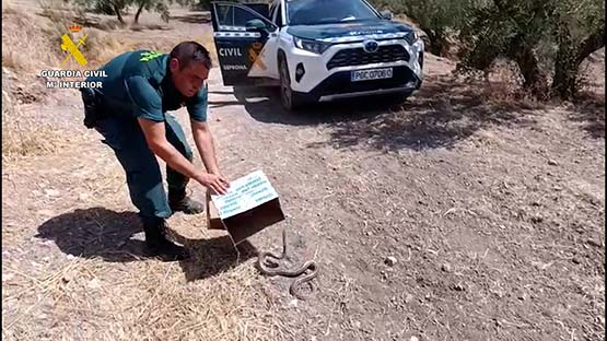 Imagen La Guardia Civil captura y libera en una aldea de Priego de Córdoba, un ejemplar adulto de culebra de escalera