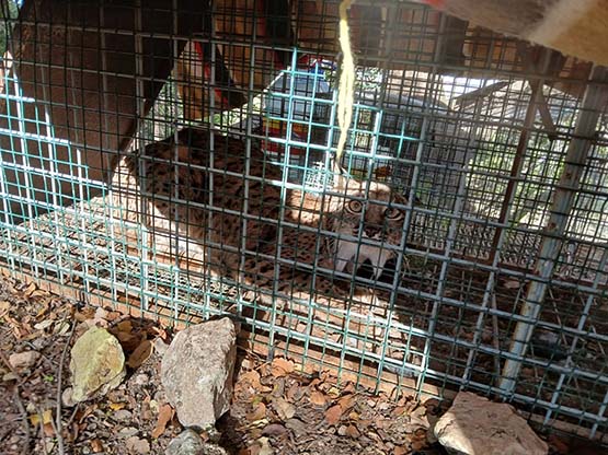 Imagen Hallada una hembra adulta de lince ibérico  en Cabra 