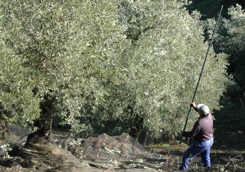 Imagen FTA-UGT presentará recurso ante la decisión del juez en relación al convenio del campo de la provincia de Córdoba