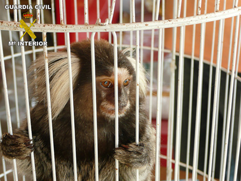 Imagen La Guardia Civil denuncia a un establecimiento de venta de  “mascotas” y  aprende un primate 